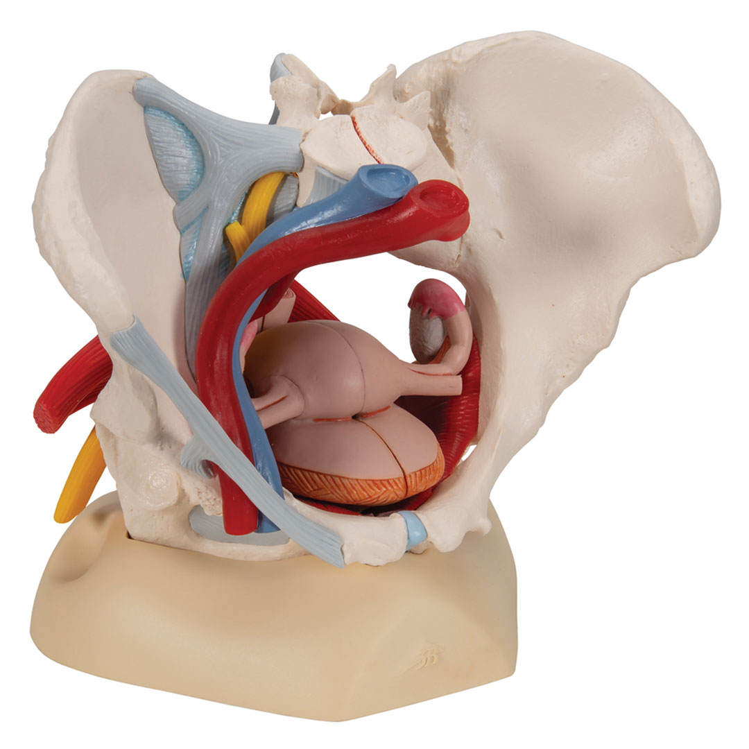 3B SCIENTIFIC Weibl. Becken mit Bändern, Gefäßen, Nerven, (H20/4) 6-teilig