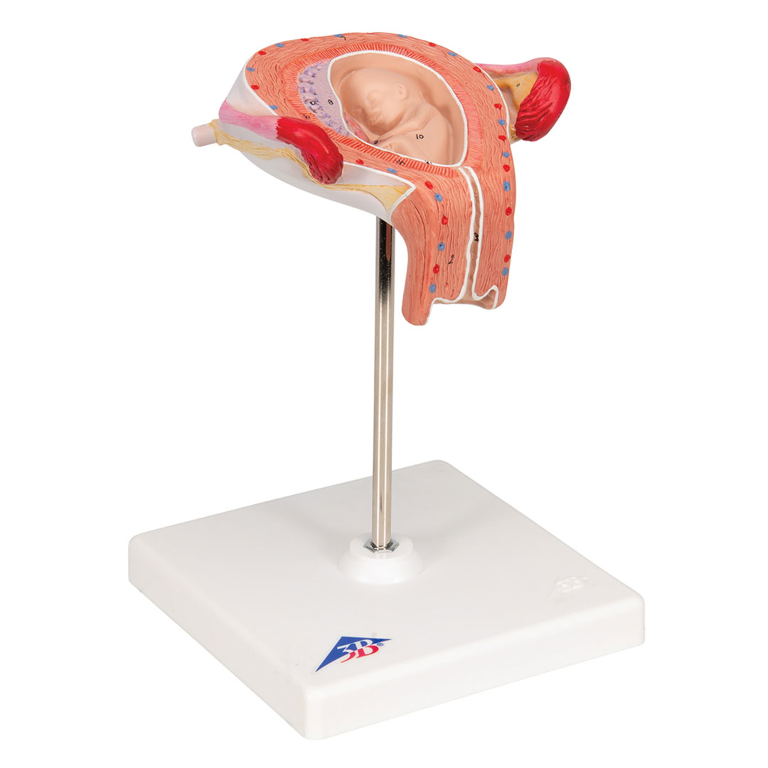 3B SCIENTIFIC Uterus mit Embryo, 3. Monat (L10/3)