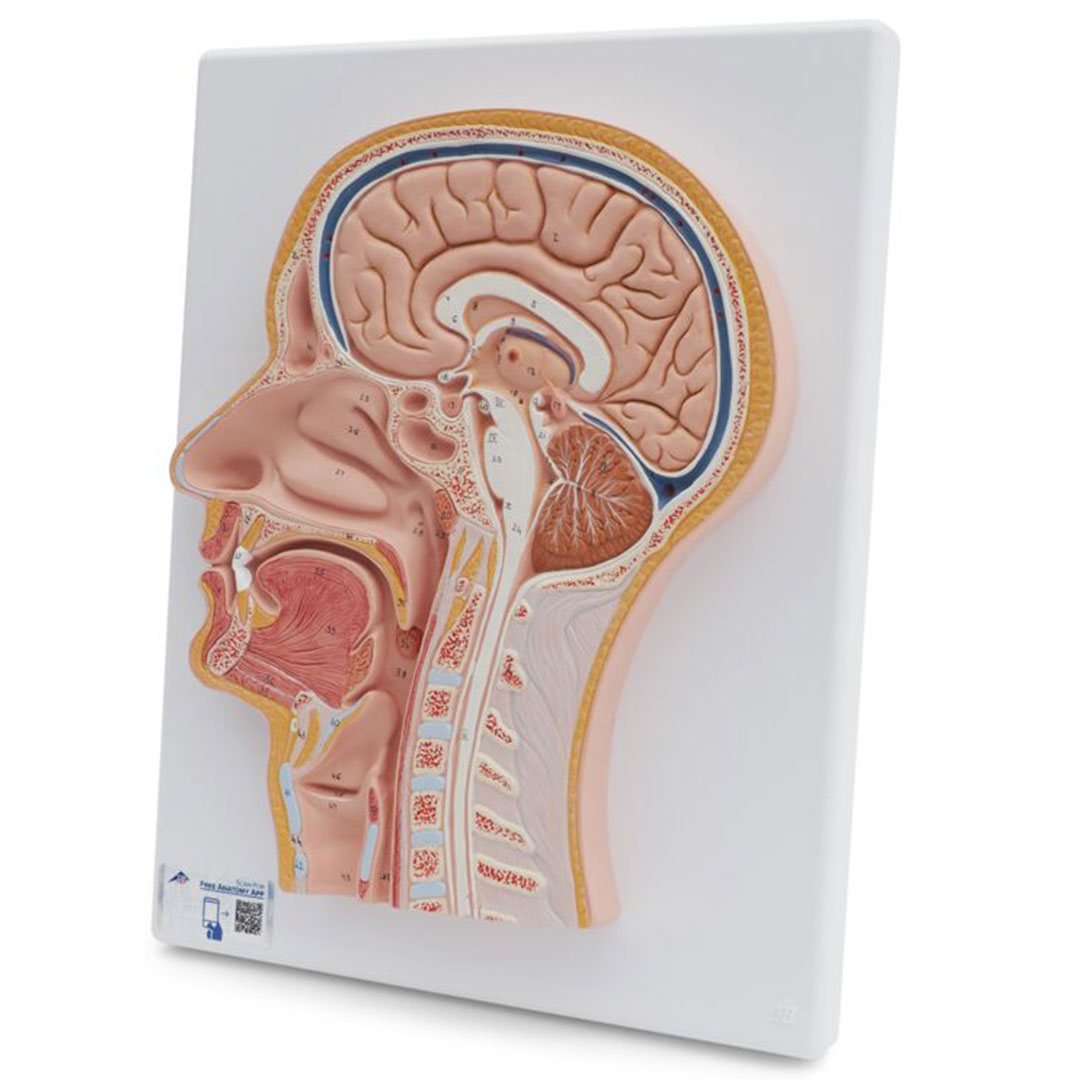 3B SCIENTIFIC Medianschnitt des Kopfes (C12)