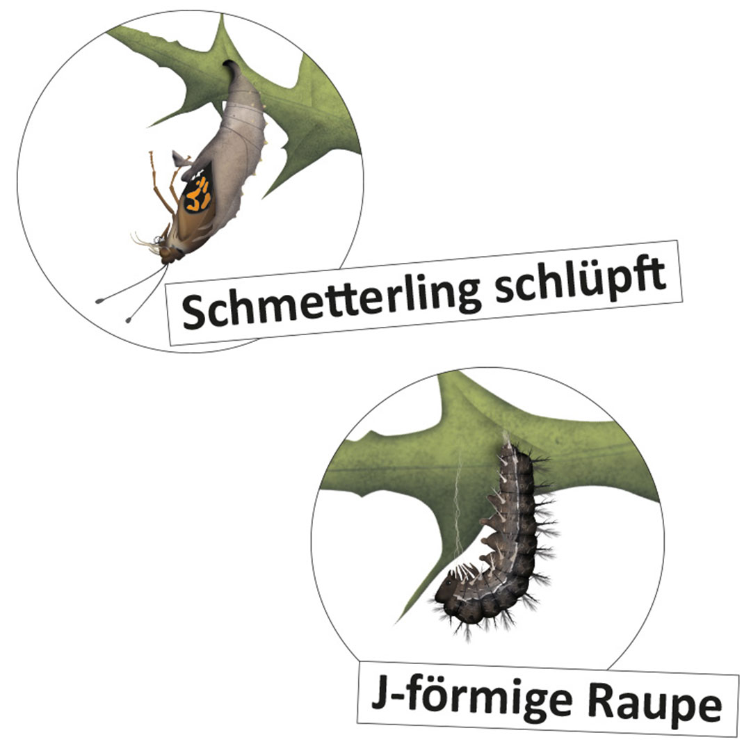 Lebenszyklus Schmetterling (magnetisch)