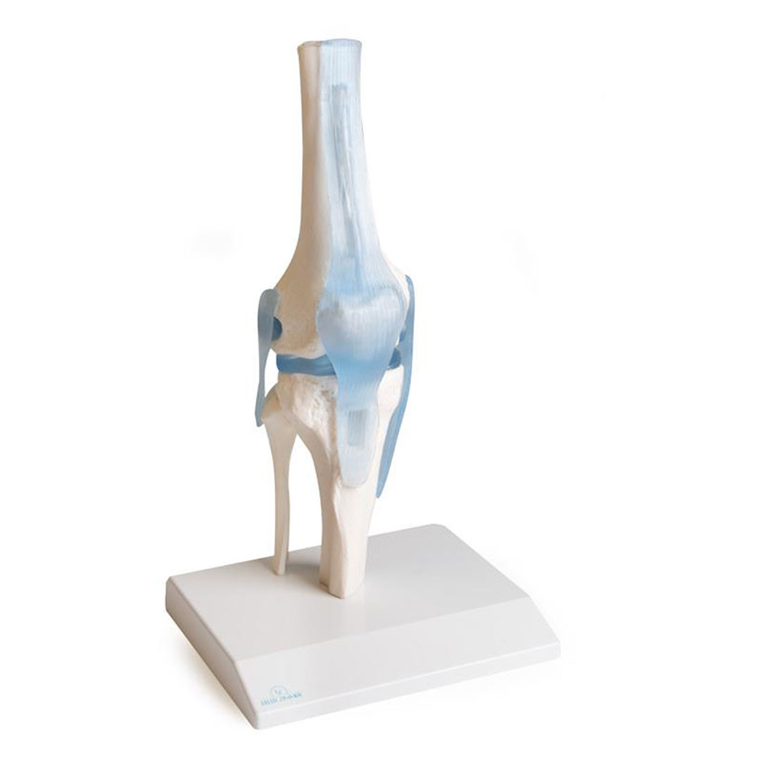 ERLER ZIMMER Kniegelenk auf Stativ mit Stümpfen