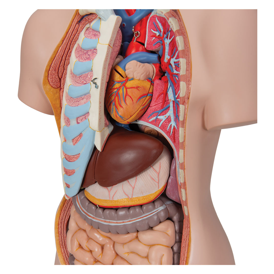 3B SCIENTIFIC Torso 16-teilig m.Kopf,geschlechtslos (B11)