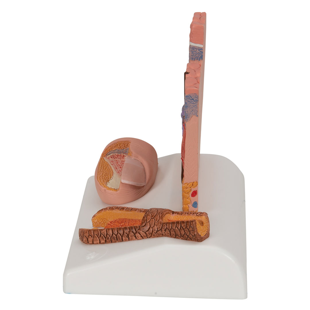 3B SCIENTIFIC Hautschnitt, Tischmodell, 10x12,5x14cm (J14)