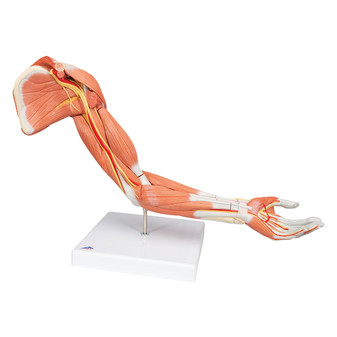 3B SCIENTIFIC Muskelarm, 6-teilig 3B SCIENTIFIC Muskelarm, 6-teilig