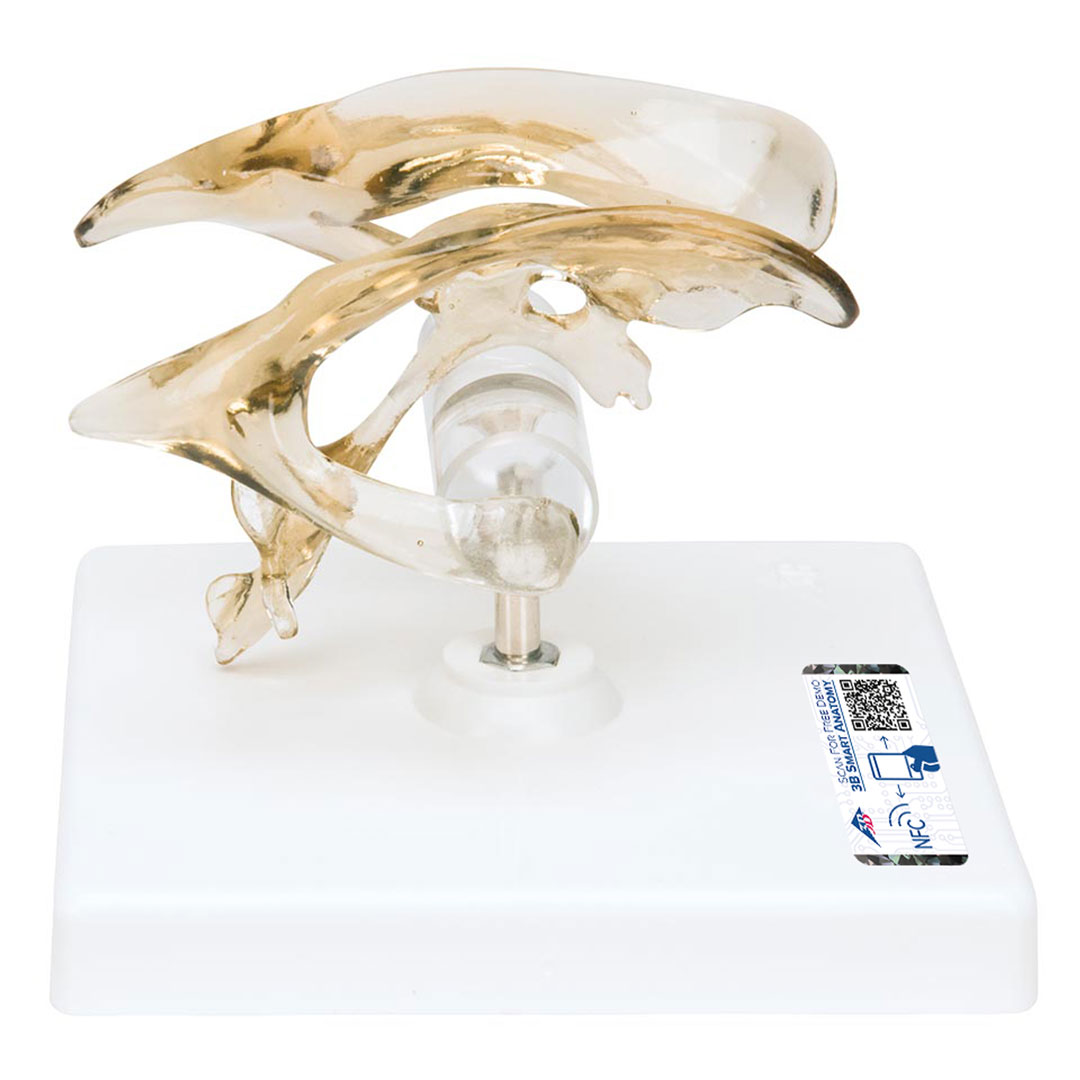 3B SCIENTIFIC Gehirnventrikel (VH410)