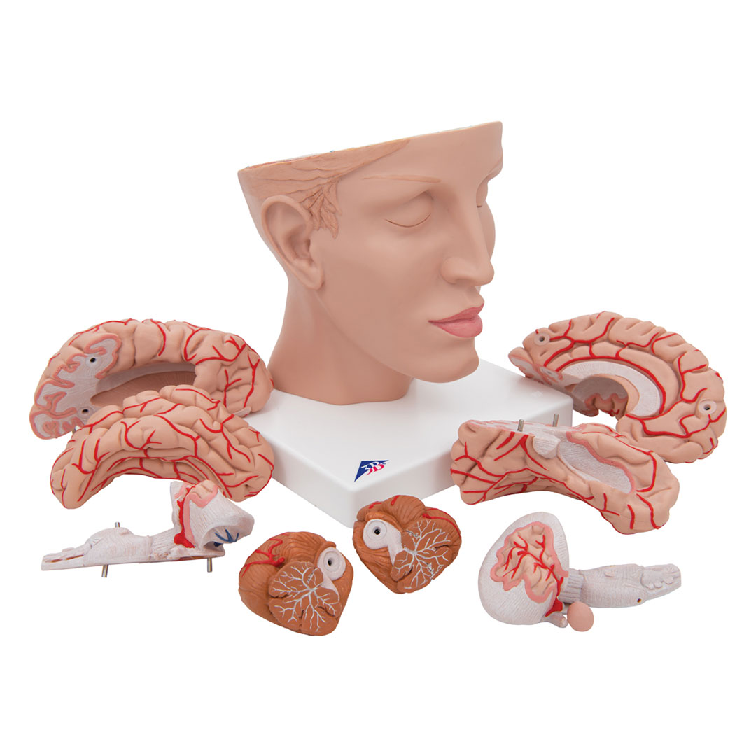 3B SCIENTIFIC Gehirn mit Arterien auf Kopfbasis,8-teilig (C25)