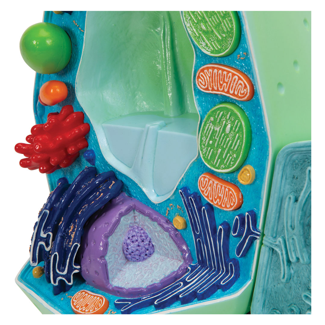 3B SCIENTIFIC Pflanzliche Zelle 10'000fach (R05)