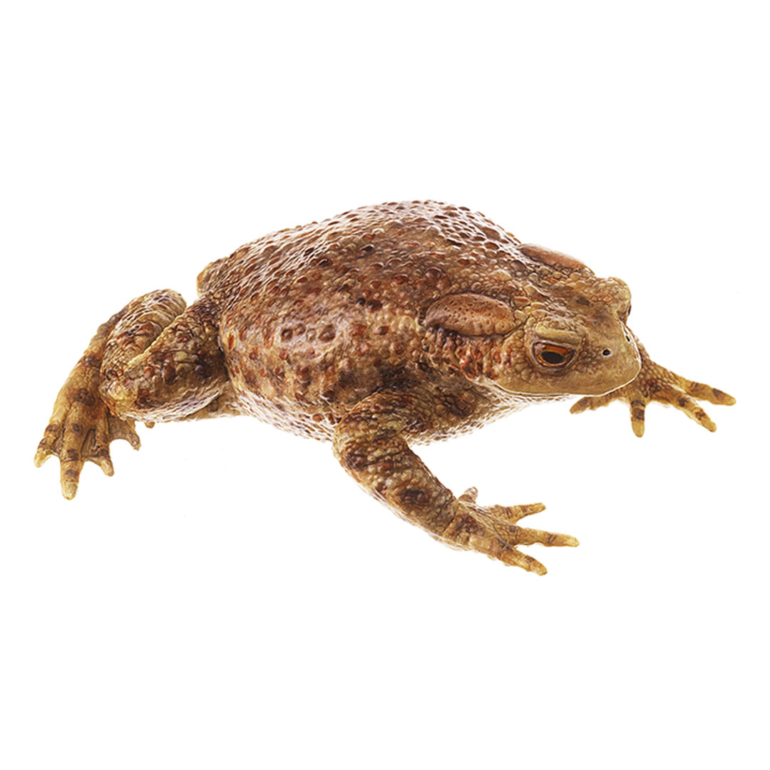 SOMSO® Erdkröte, weiblich