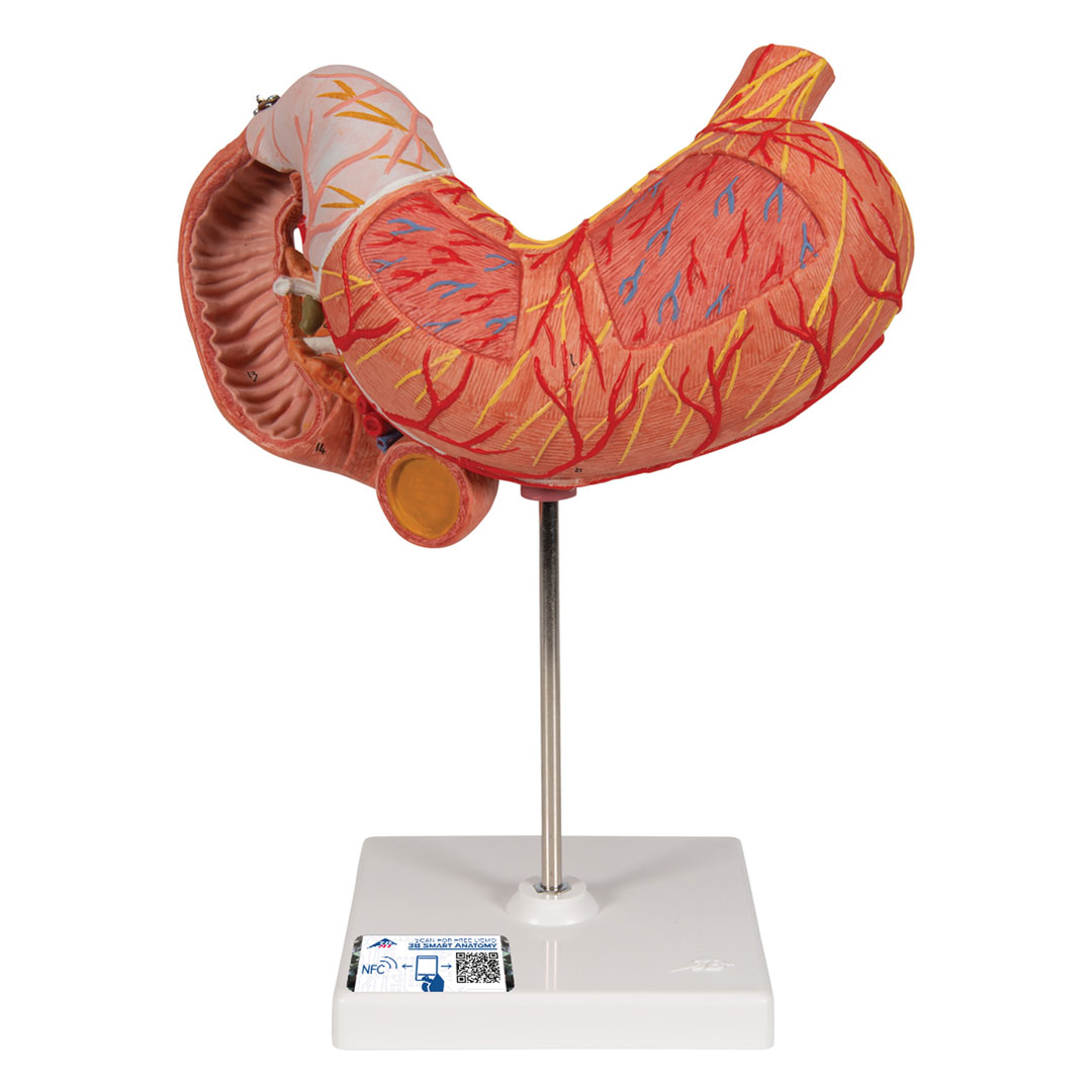 3B SCIENTIFIC Magen m. Zwölffingerd.+Bauchspeicheldrü. (K16)