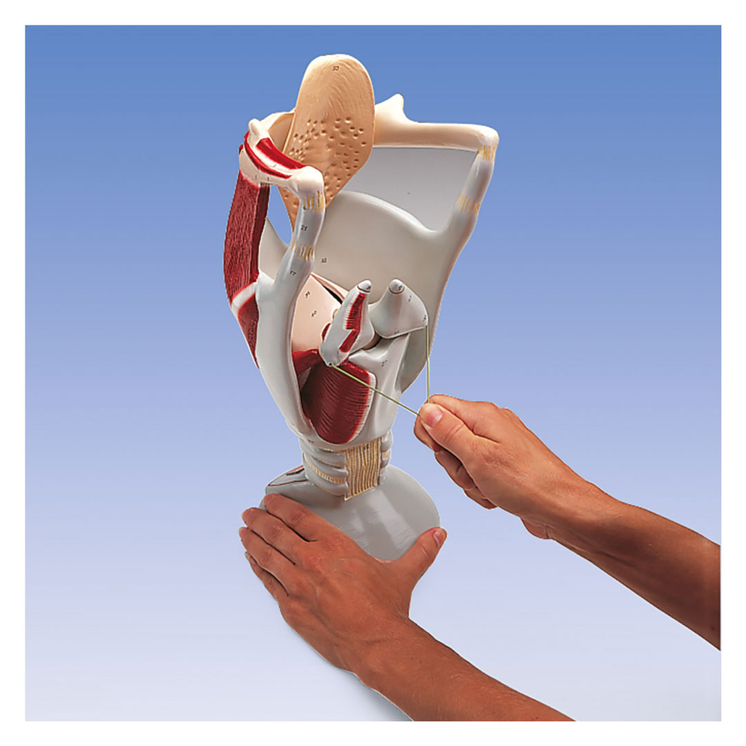 3B SCIENTIFIC Kehlkopf, 4-fach, Funktionsmodell (W42503)