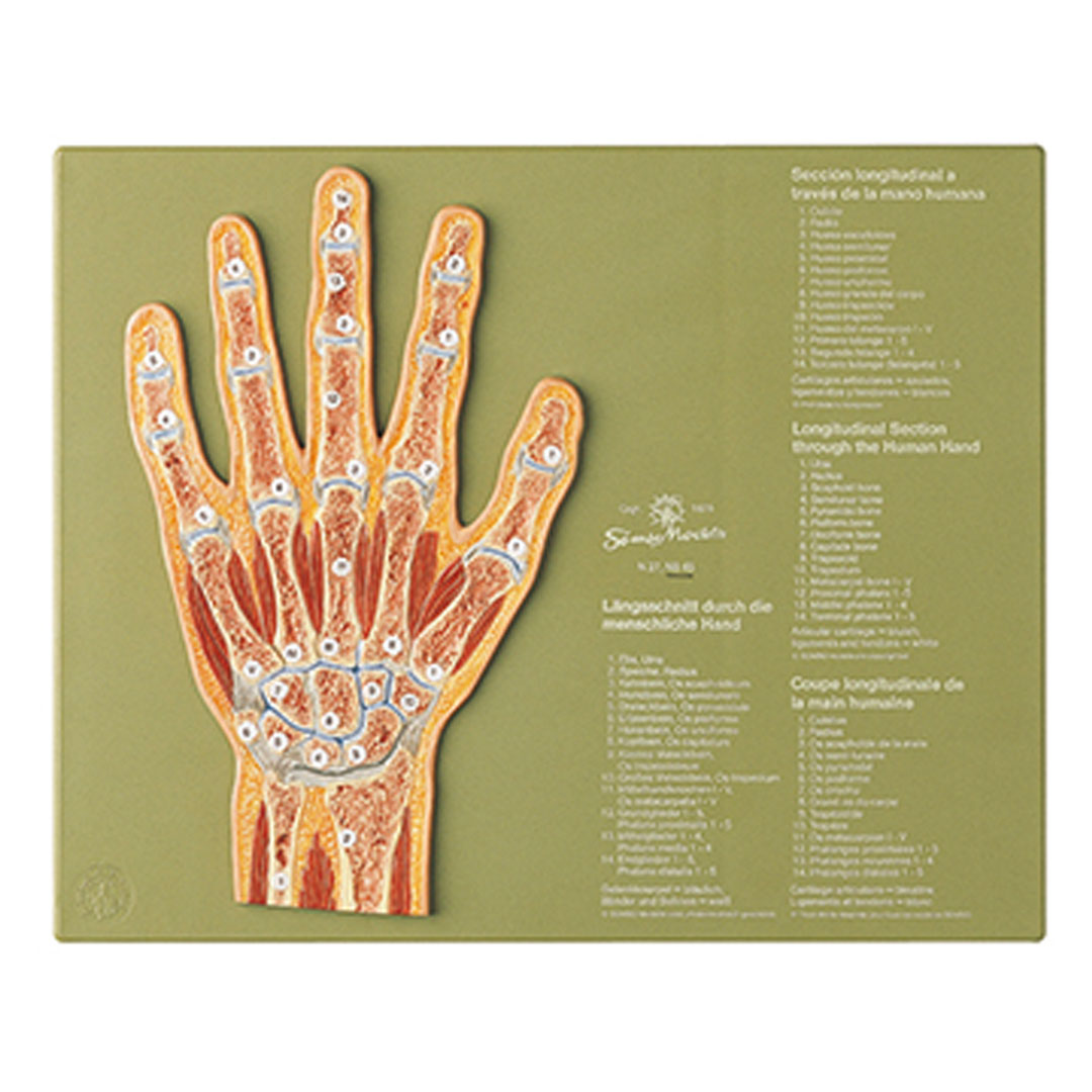 SOMSO® Gelenkschnitt Hand SOMSO® Gelenkschnitt Hand