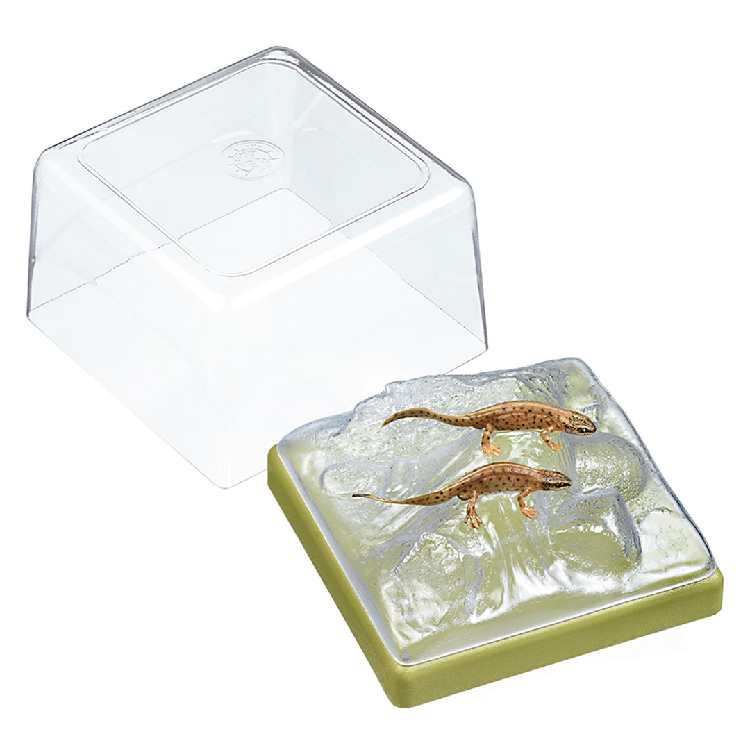 SOMSO® Fadenmolch in Wassertracht (Männchen und Weibchen)