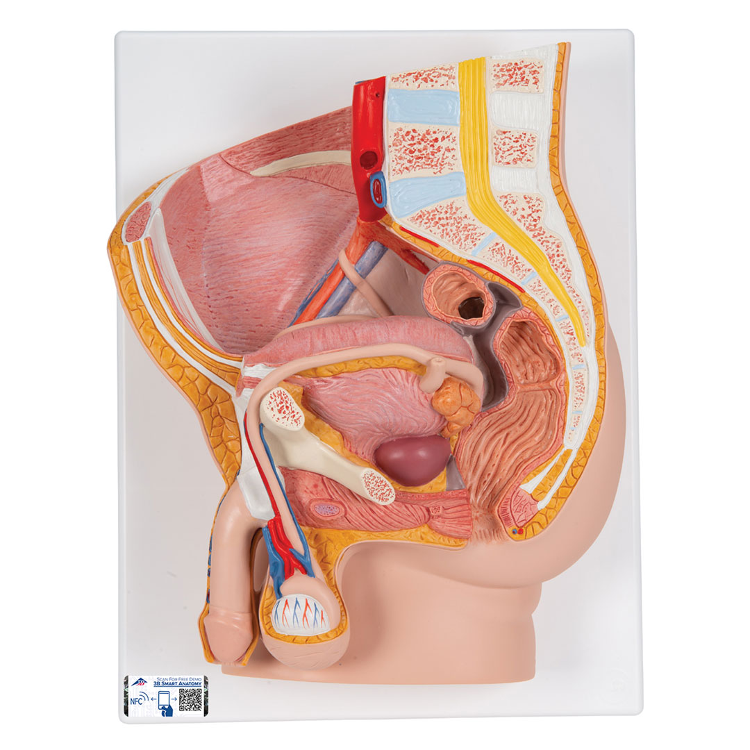 3B SCIENTIFIC Männl. Becken, 2-teilig (H11)