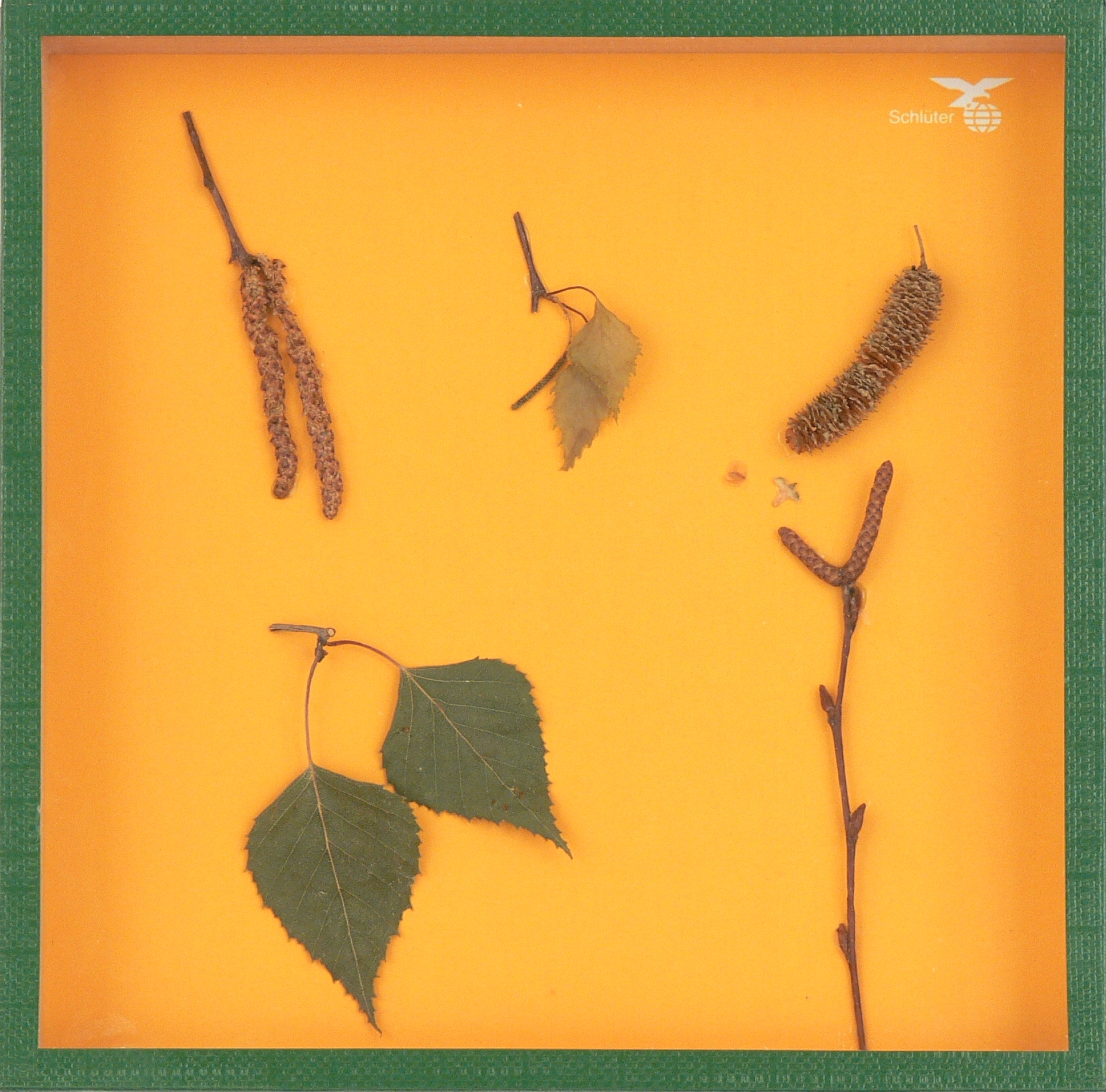 Birke, Schaukasten 17,5x17,5cm