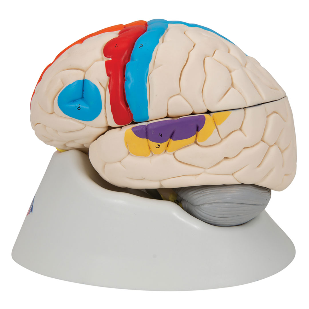 3B SCIENTIFIC Gehirn-Funktionsmod., 8-tlg. (C22)