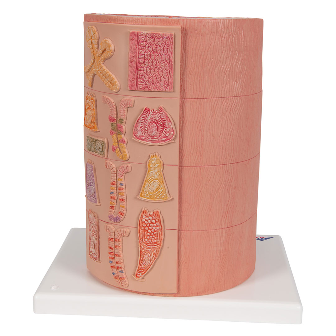 3B SCIENTIFIC Verdauungstrakt/MICROanatomy (K23)