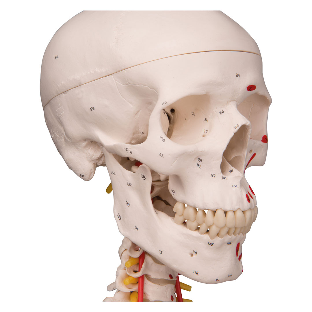 3B SCIENTIFIC Skelett Sam auf Hängestativ mit Bremse (A13/1)