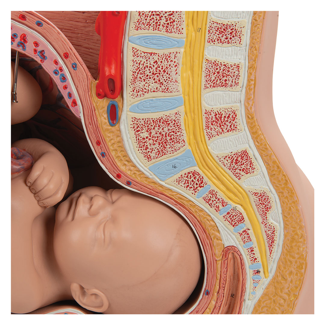3B SCIENTIFIC Schwangerschaftsbecken, 3-tlg. (L20)
