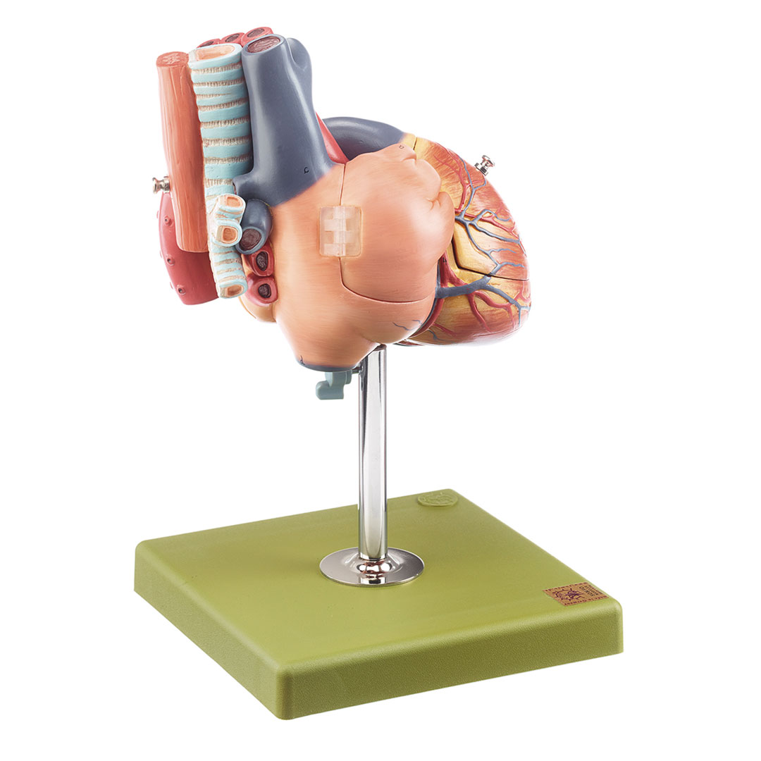 SOMSO® Herz, mit Teil der Luftröhre, 1,5xVerg