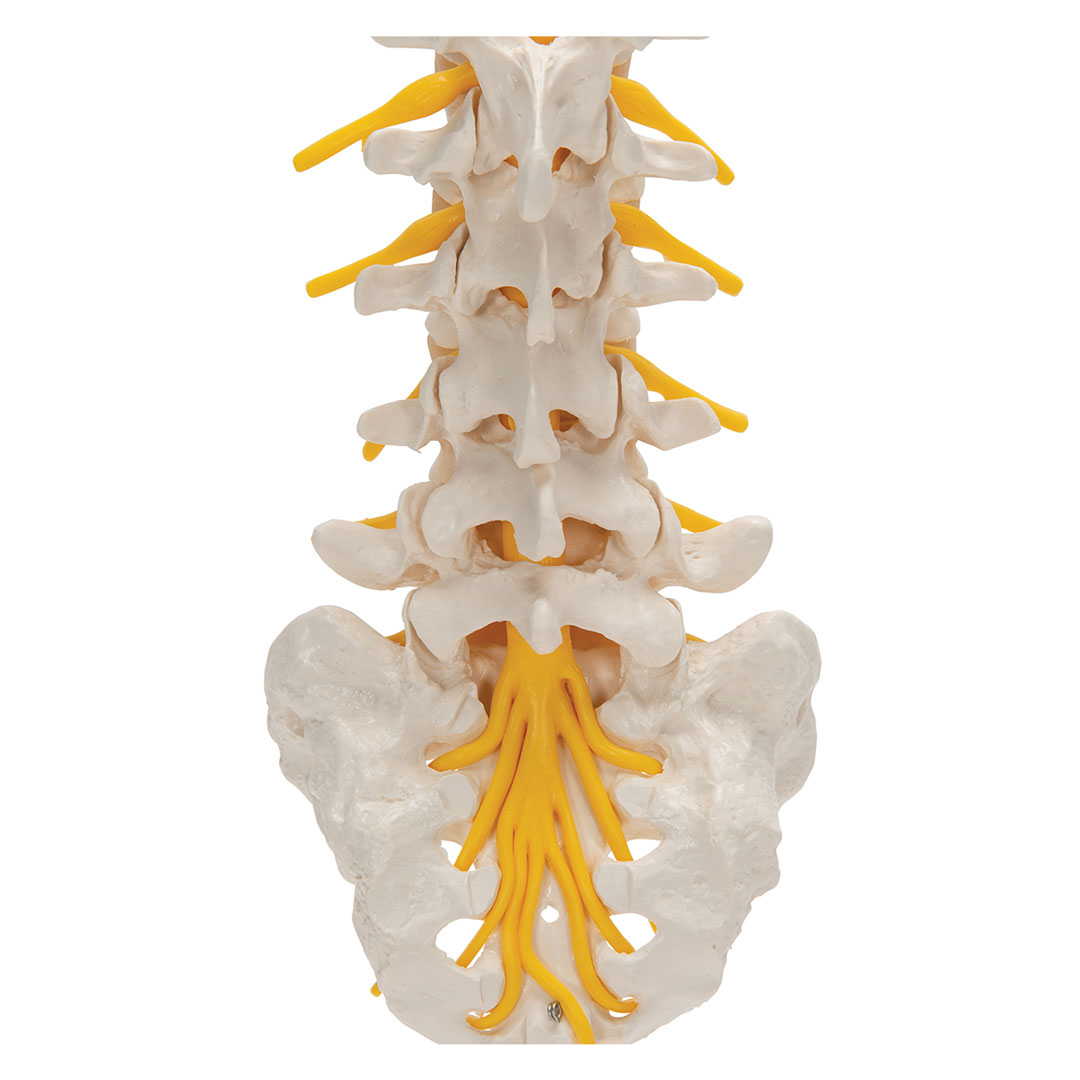3B SCIENTIFIC Lendenwirbelsäule (A74)
