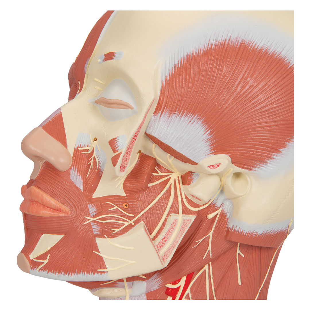 3B SCIENTIFIC Kupfmuskulatur mit Nerven (VB129)