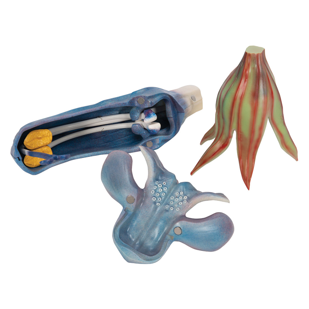 3B SCIENTIFIC Wiesensalbei (T21024)