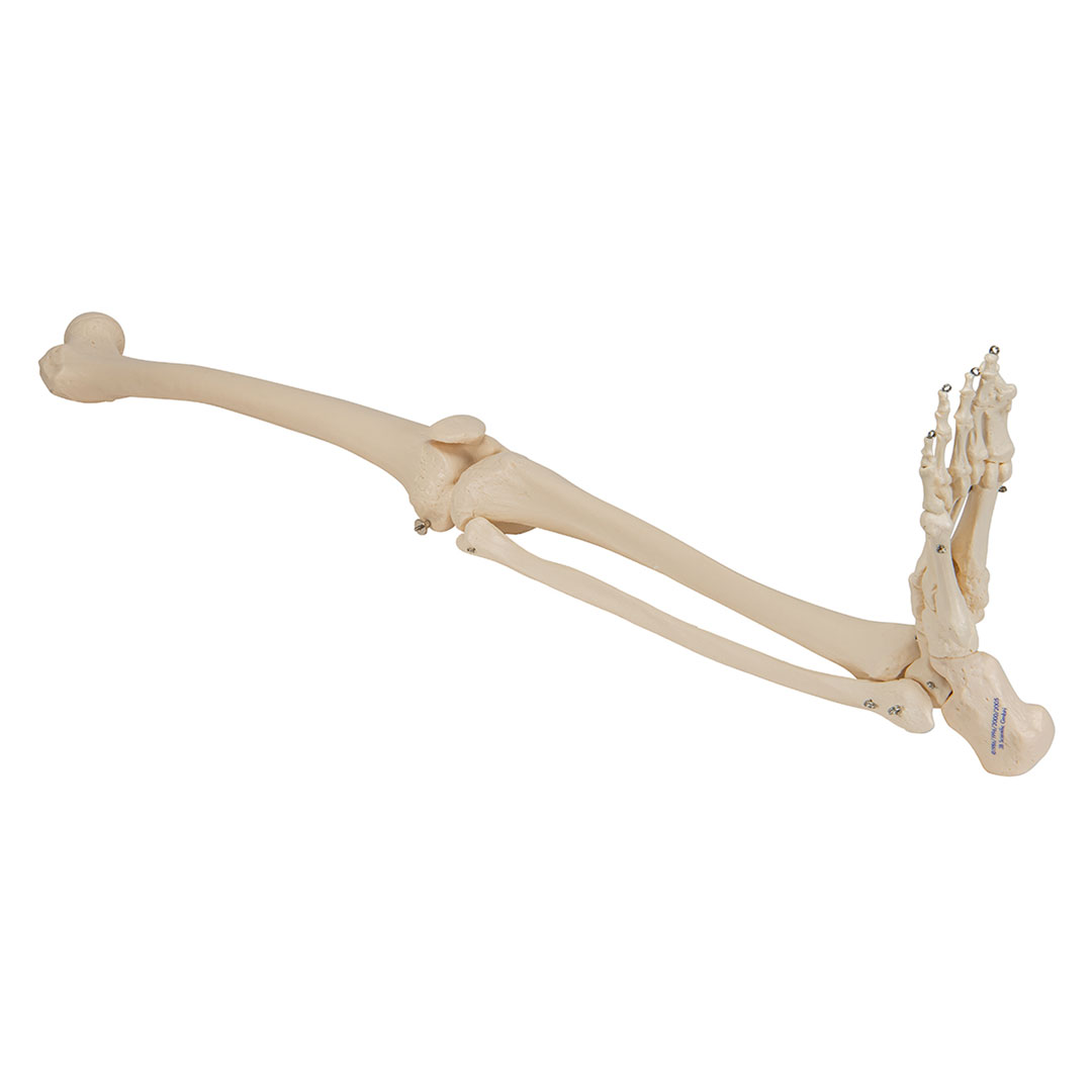 3B SCIENTIFIC Beinskelett Modell mit Fuß (A35R)