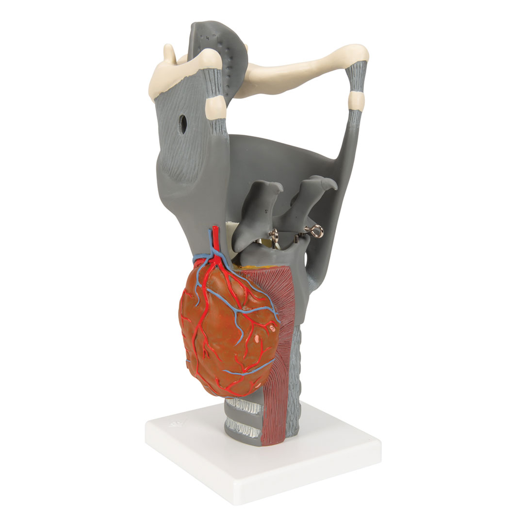 3B SCIENTIFIC Kehlkopf, Funktionsmodell, 2,5-fach (G20)