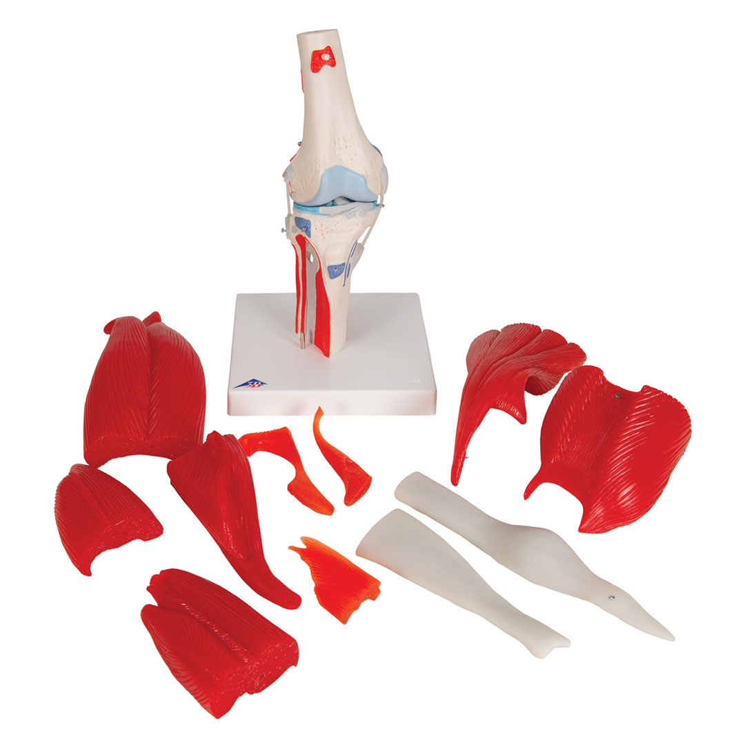 3B SCIENTIFIC Kniegelenk, 12-teilig, Grösse 33x17x17cm (A882)