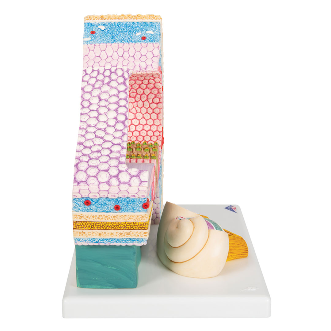 3B SCIENTIFIC Cortisches Organ (E14), 26x19x26cm