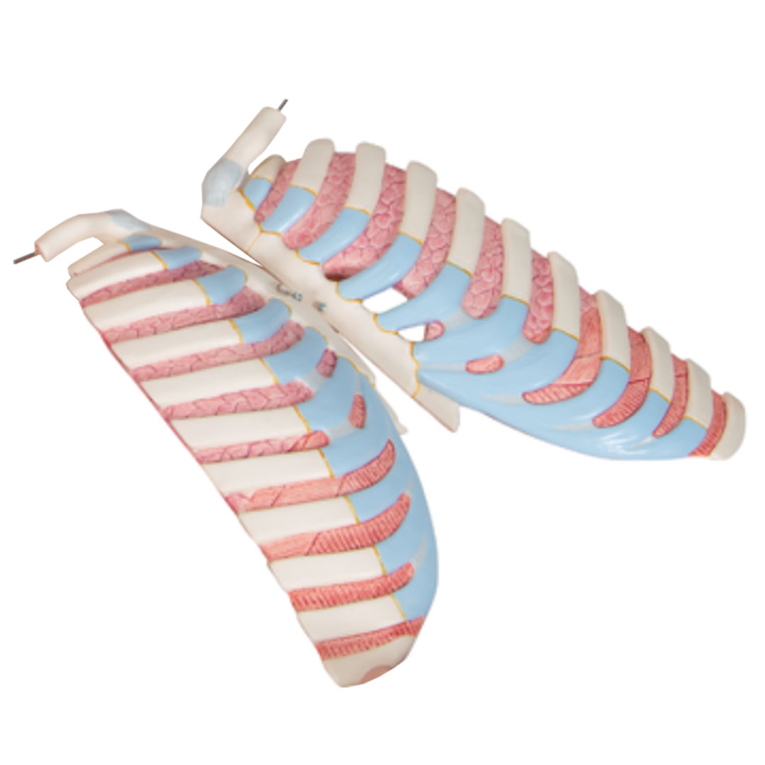 3B SCIENTIFIC Lunge mit Rippen 2 Stk., Ersatzteil zu B35