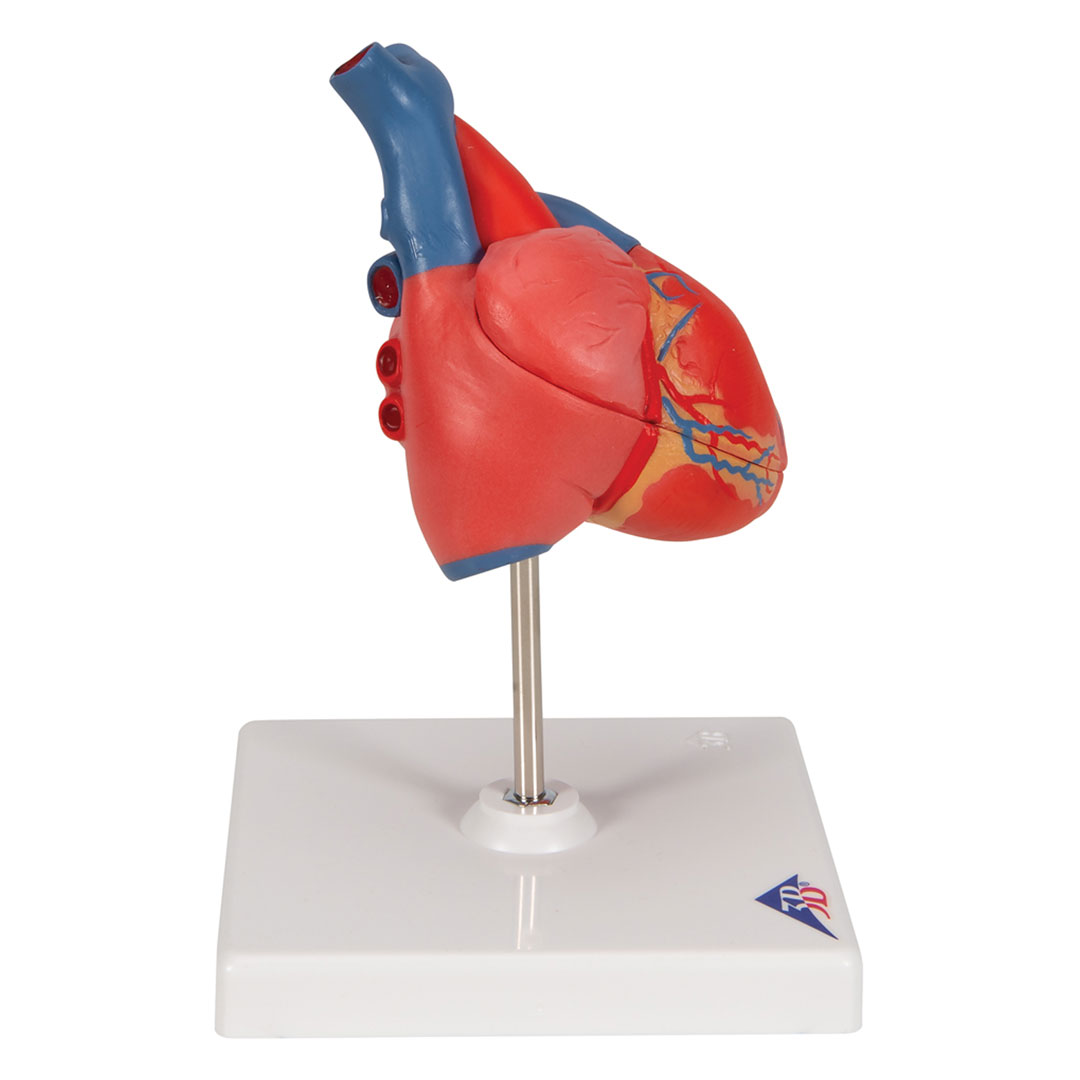 3B SCIENTIFIC Herz, 2-teilig, (G08)