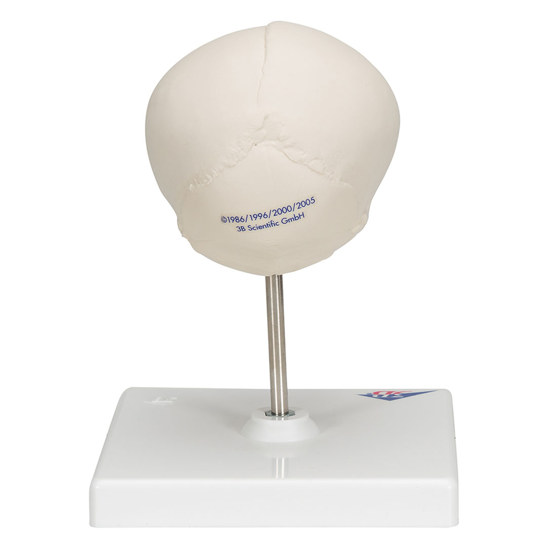 3B SCIENTIFIC Fetus-Schädel auf Stativ (A26)