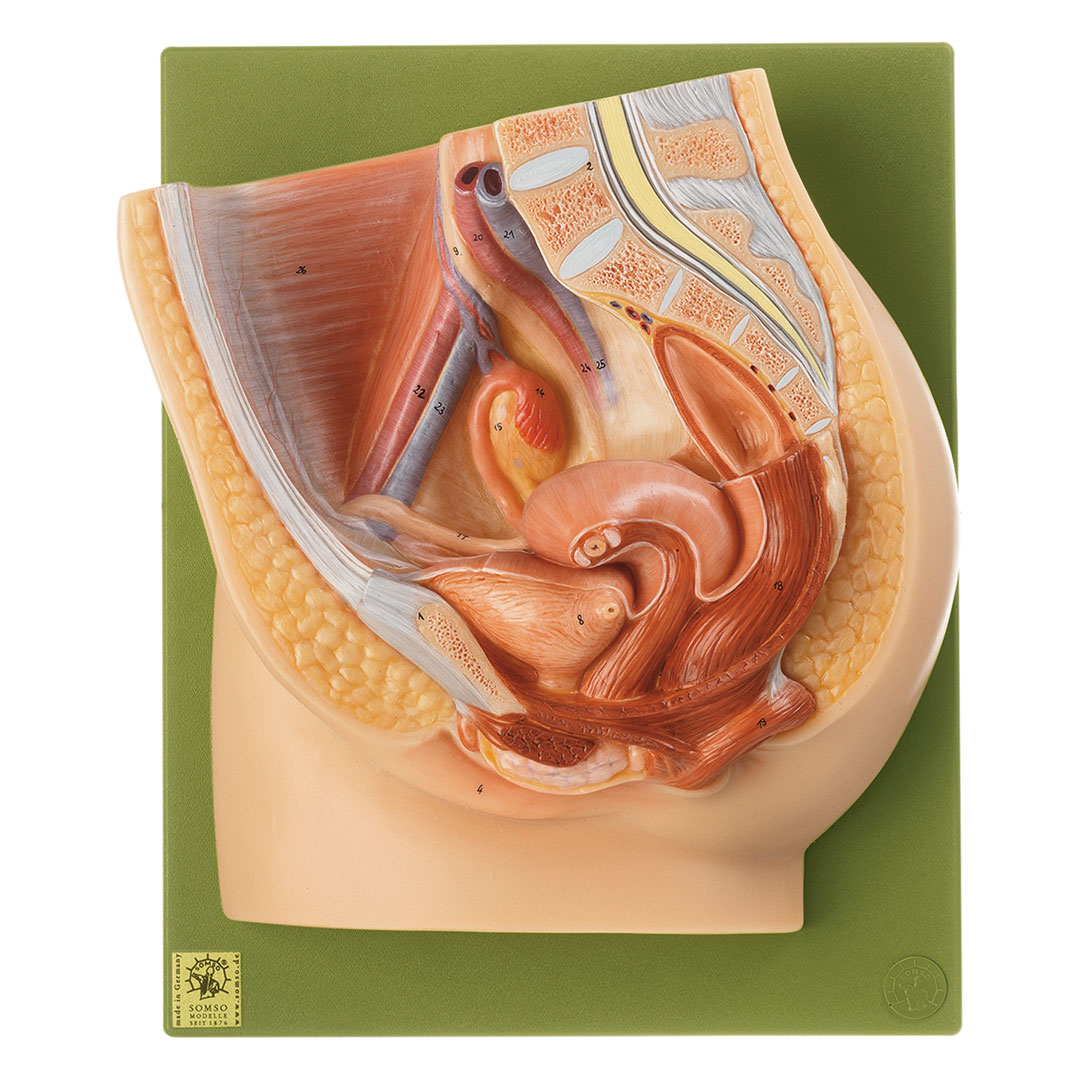 SOMSO® Weibliches  Becken, Medianschnitt