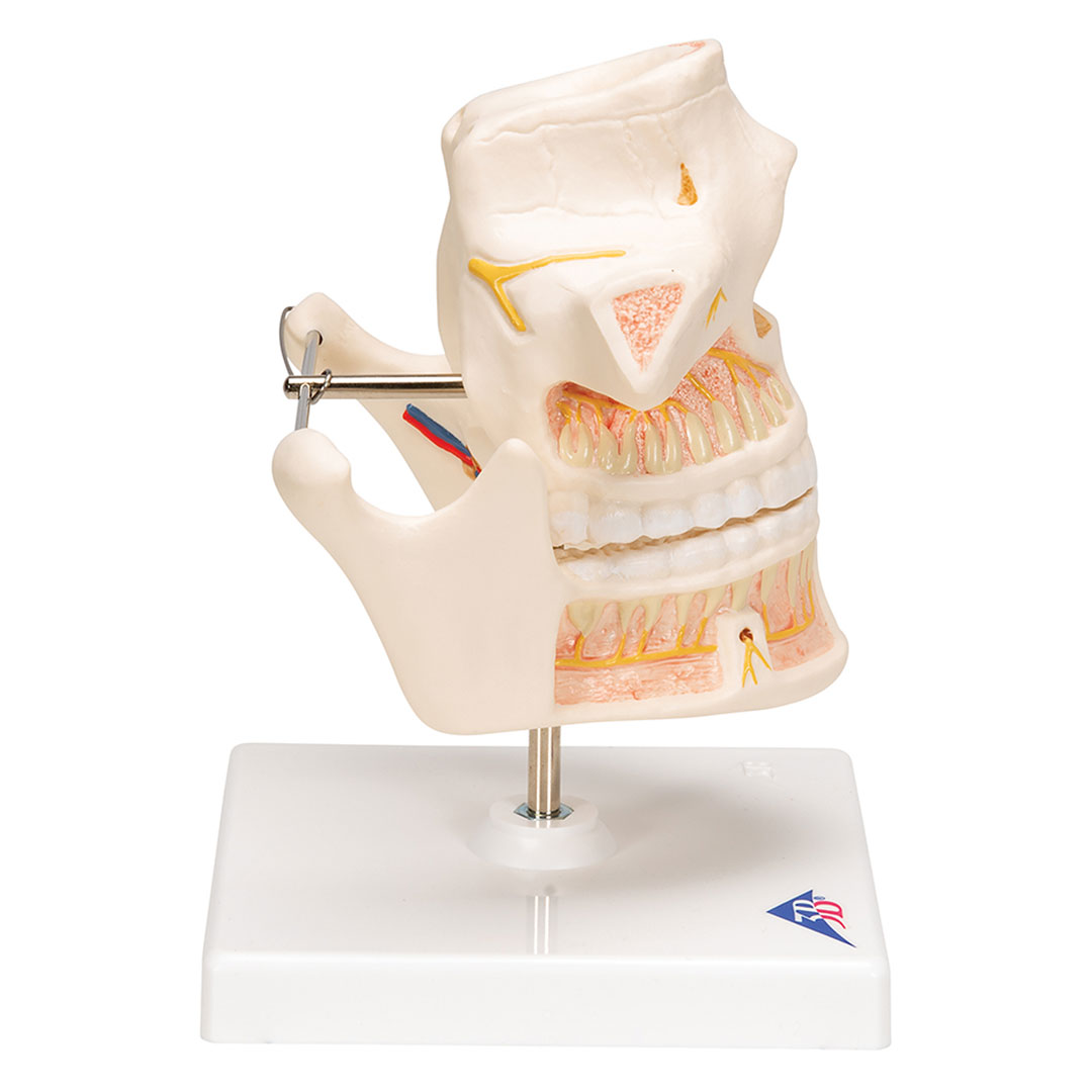 3B SCIENTIFIC Ober- u. Unterkiefer, Erwachsen (VE281)