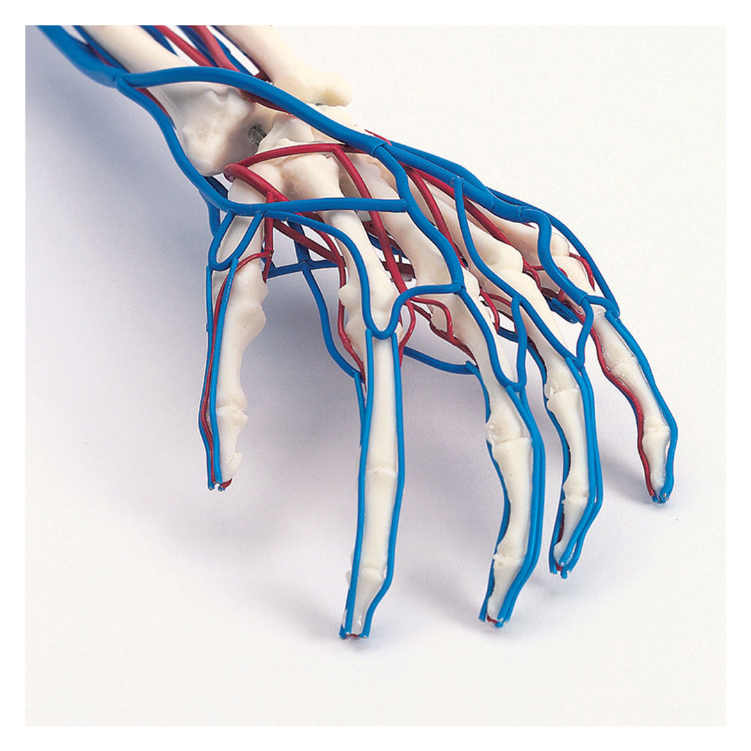 3B SCIENTIFIC Gefäss-Arm, lebensgr.Modell linker Arm (W19019)