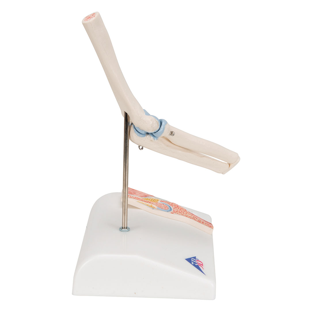 3B SCIENTIFIC Mini-Ellbogengelenk m.Querschnitt (A87/1)