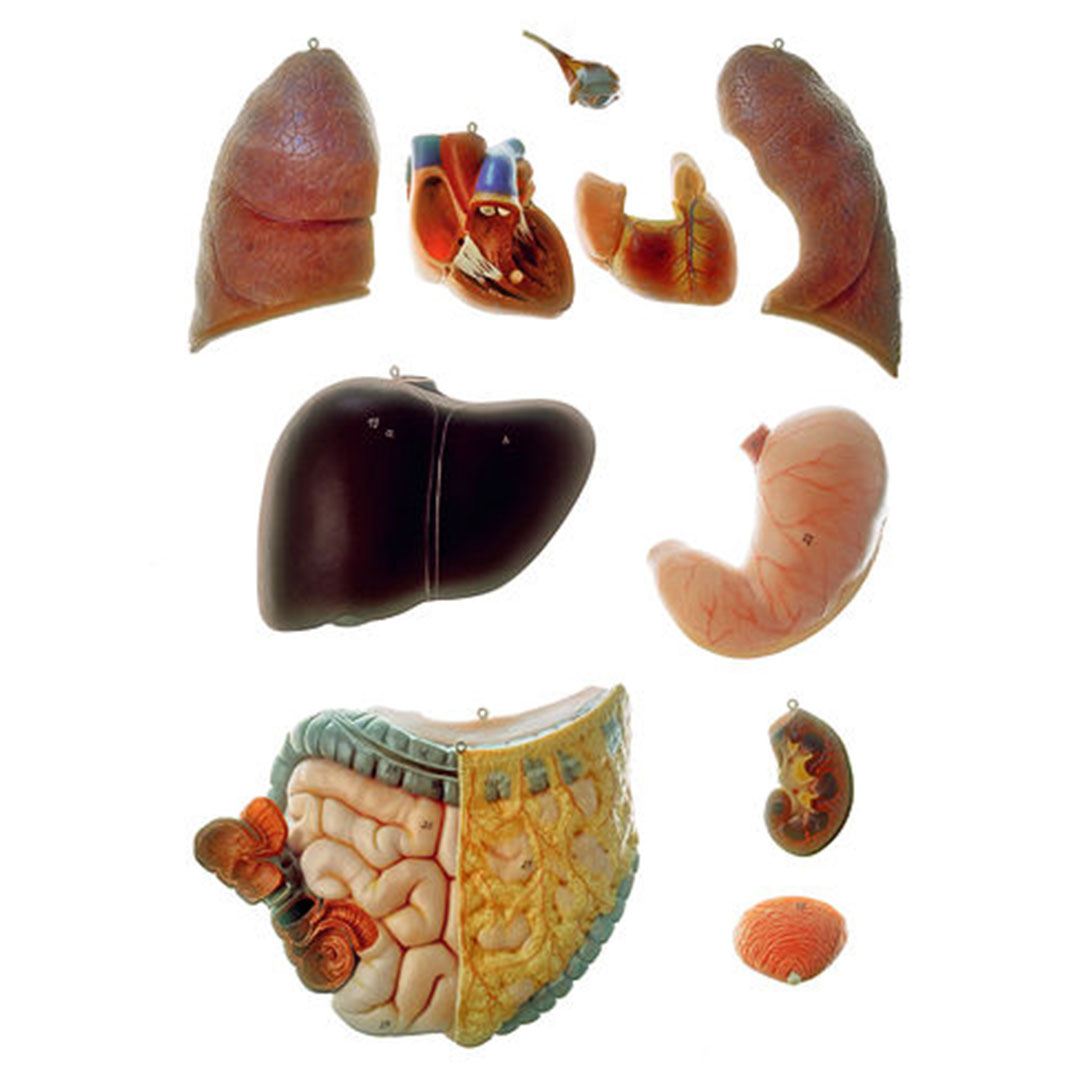 SOMSO® Jünglingstorso mit Kopf, 12-teilig