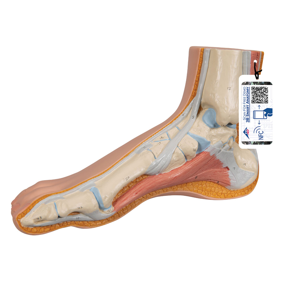 3B SCIENTIFIC Normalfuss, natürl. Grosse (M30)