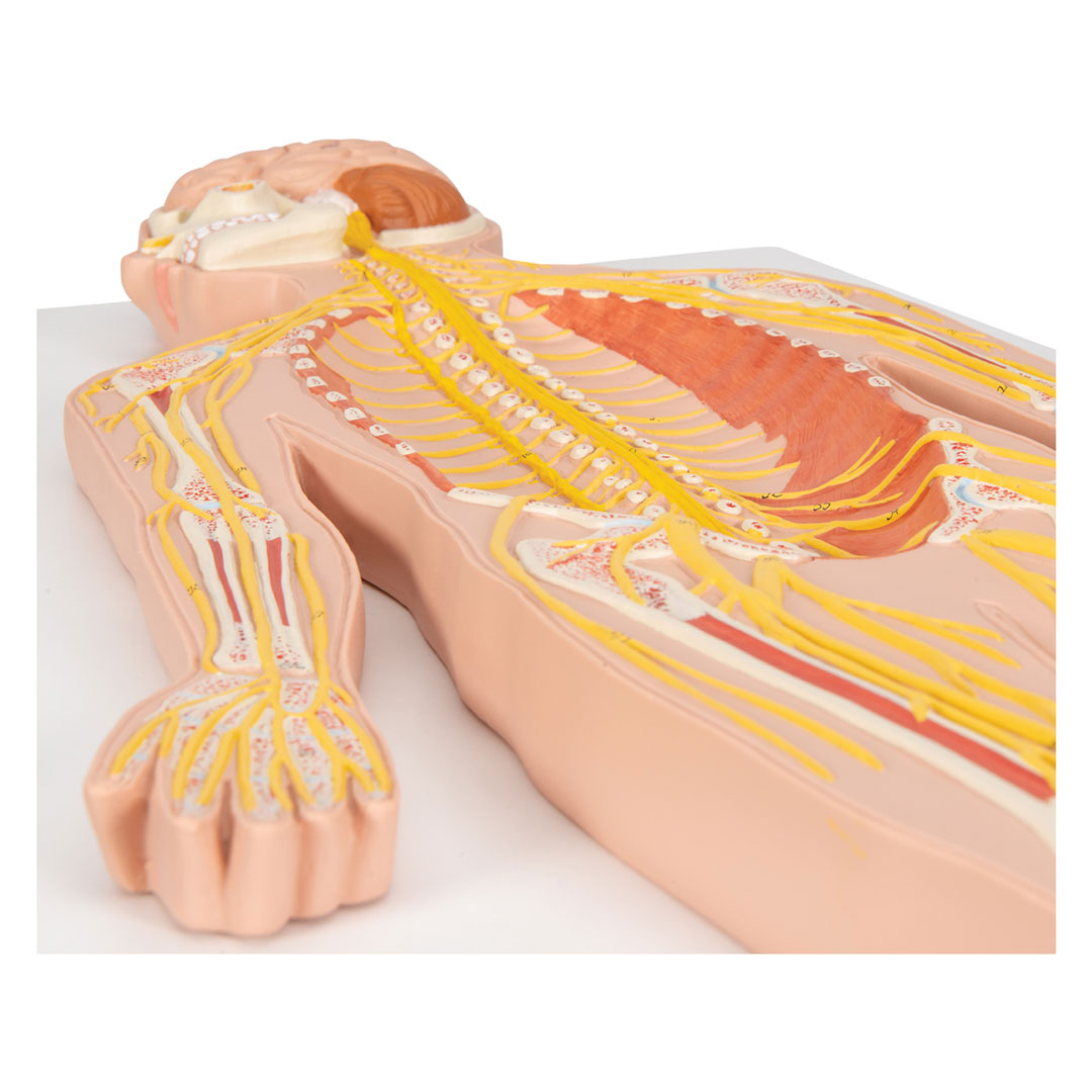3B SCIENTIFIC Nervensystem, Relieftafel