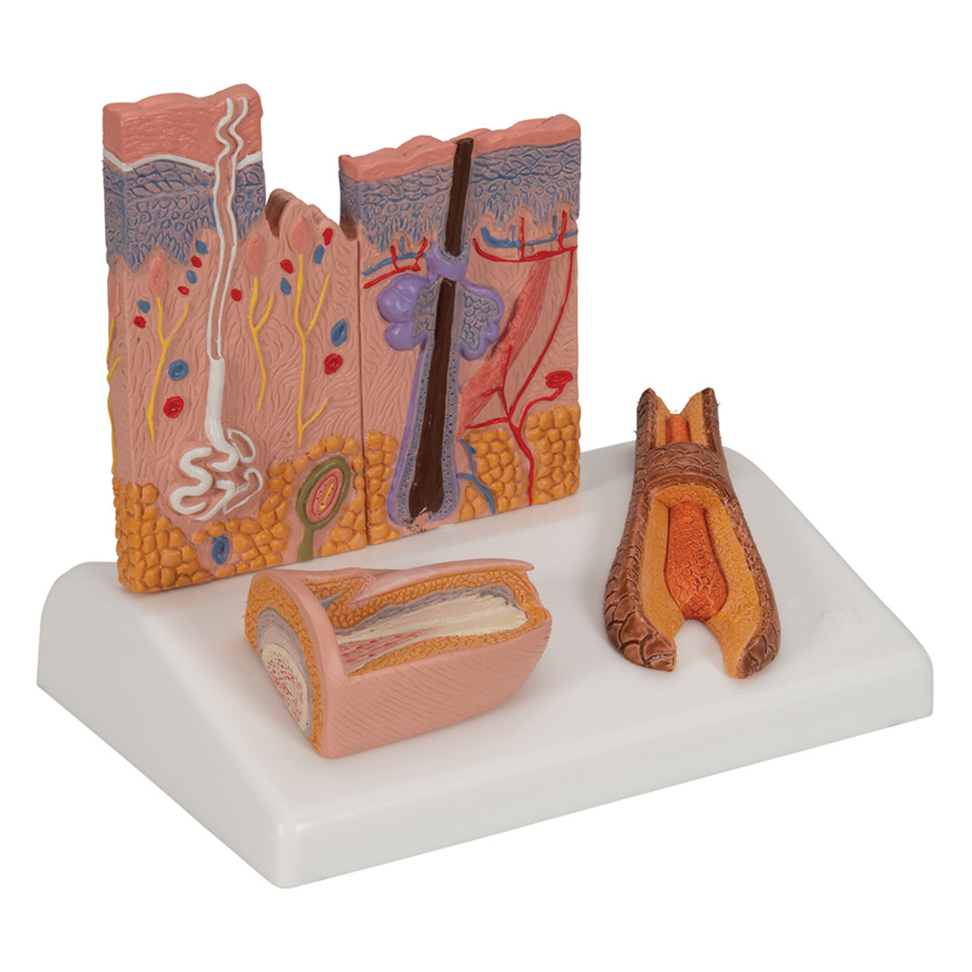 3B SCIENTIFIC Hautschnitt, Tischmodell, 10x12,5x14cm (J14)