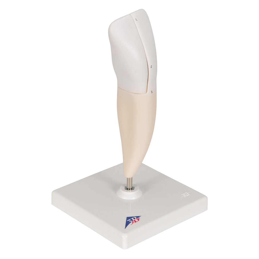 3B SCIENTIFIC Schneidezahn, unten (D10/1)