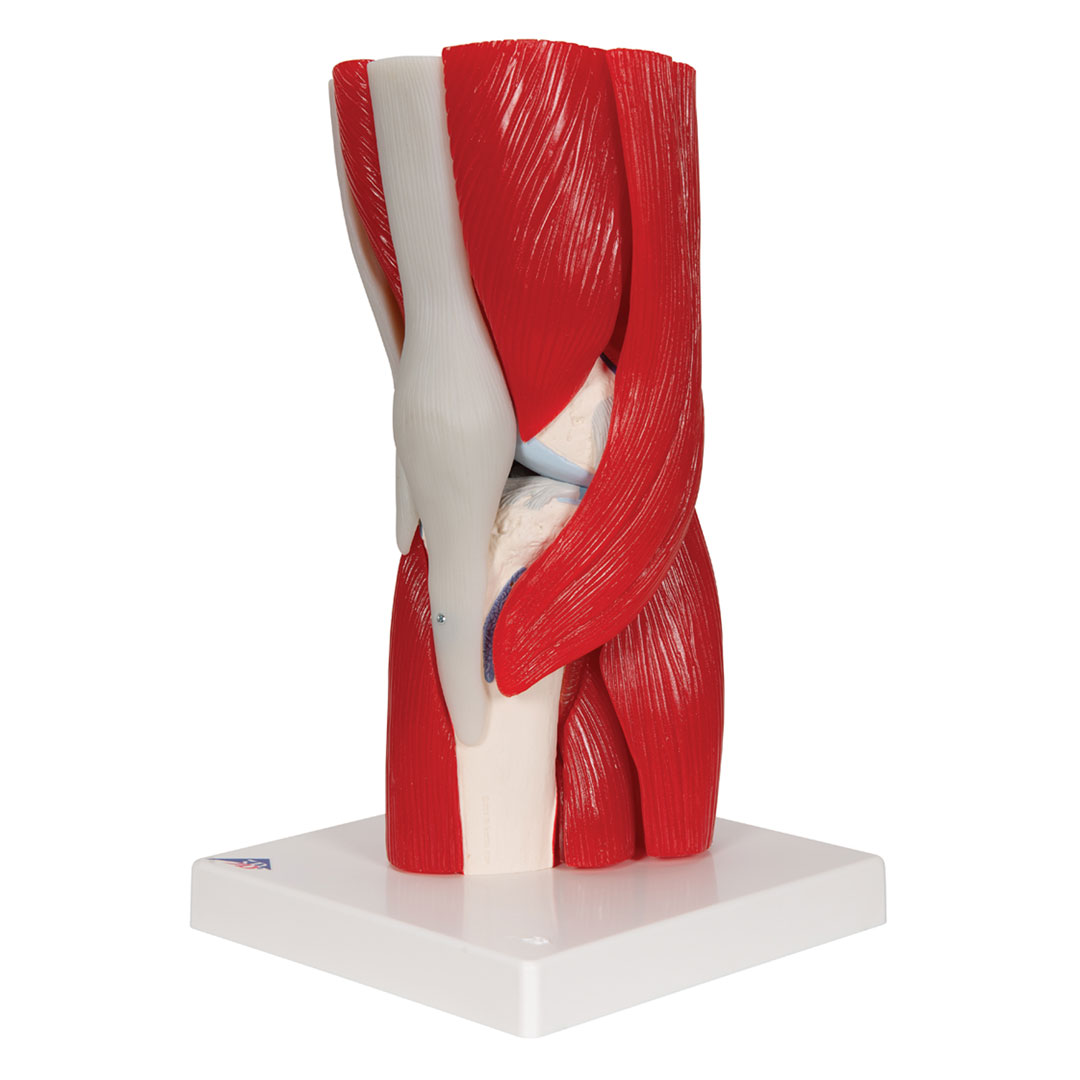 3B SCIENTIFIC Kniegelenk, 12-teilig, Grösse 33x17x17cm (A882)