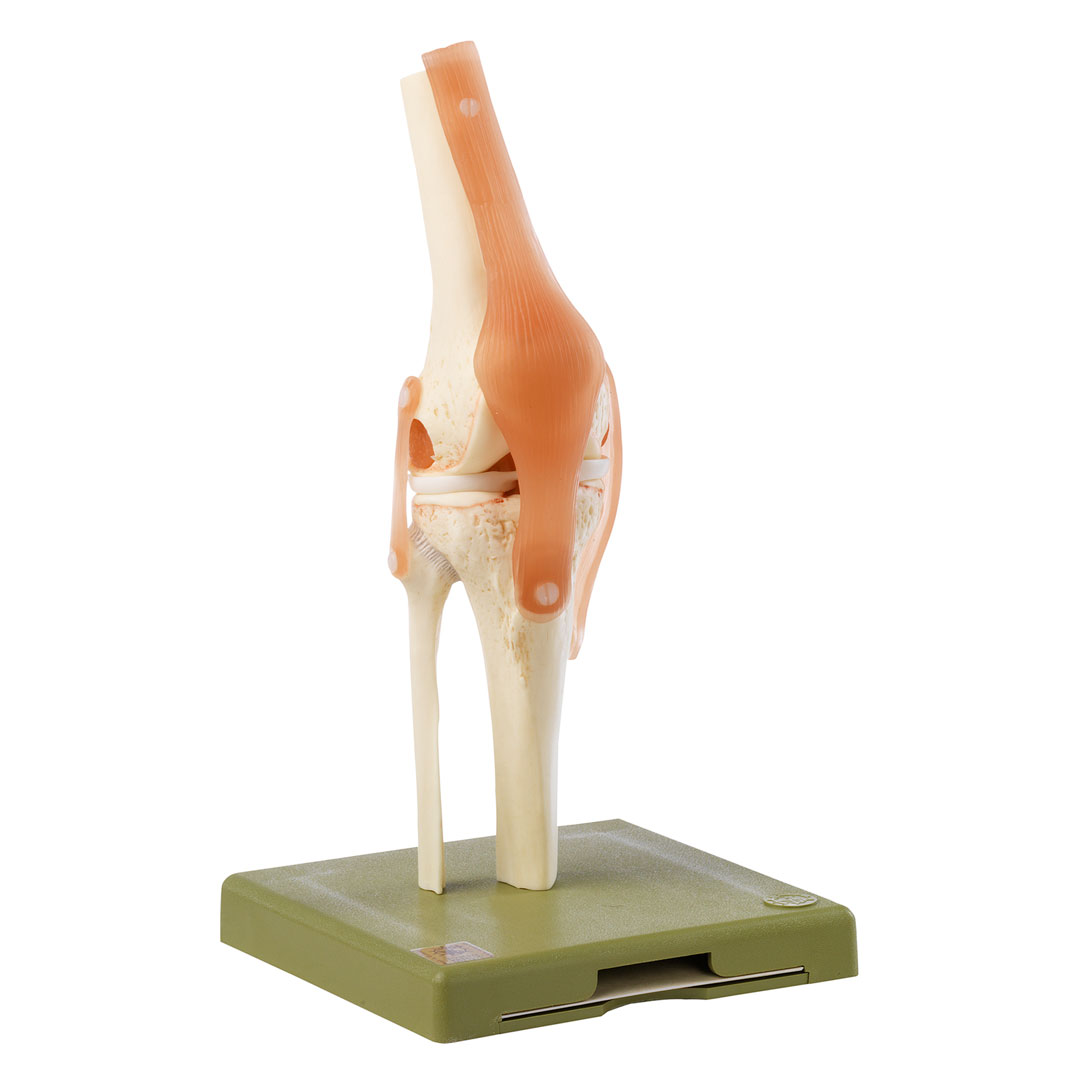 SOMSO® Funktionsmodell Knie