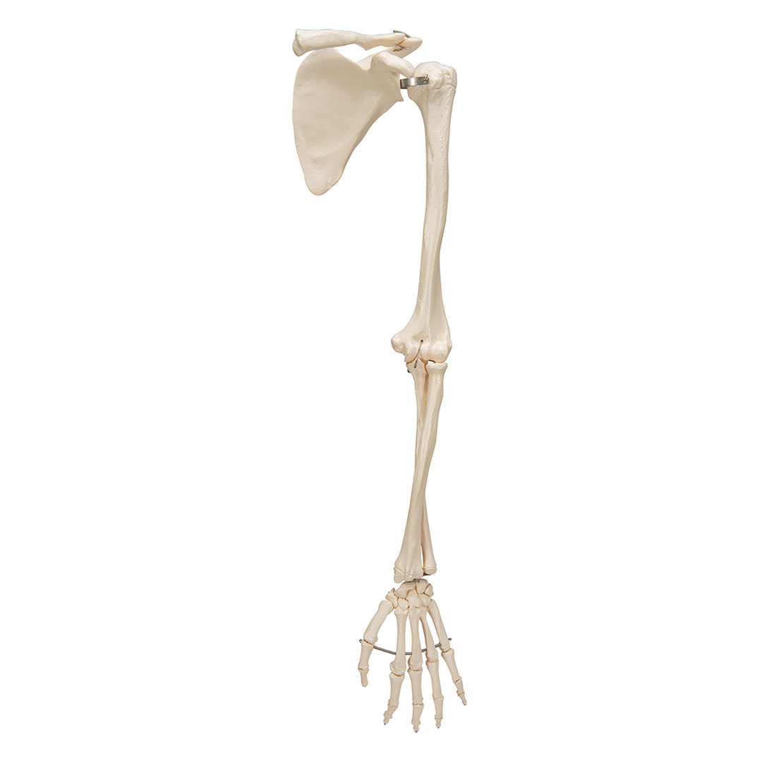 3B SCIENTIFIC Armskelett rechts mit Schulterblatt und Schlüsselblatt (A46)