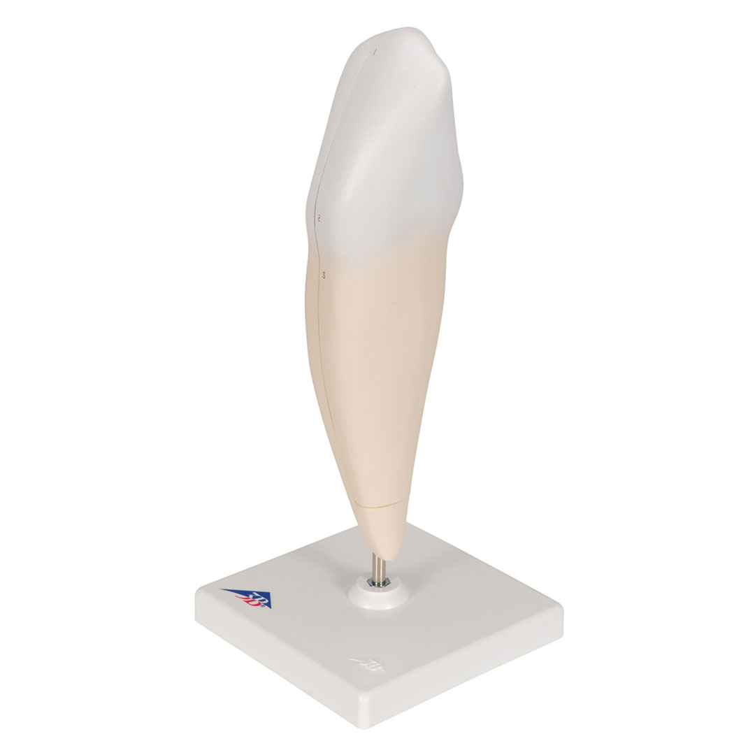 3B SCIENTIFIC Eckzahn, unten (D10/2)