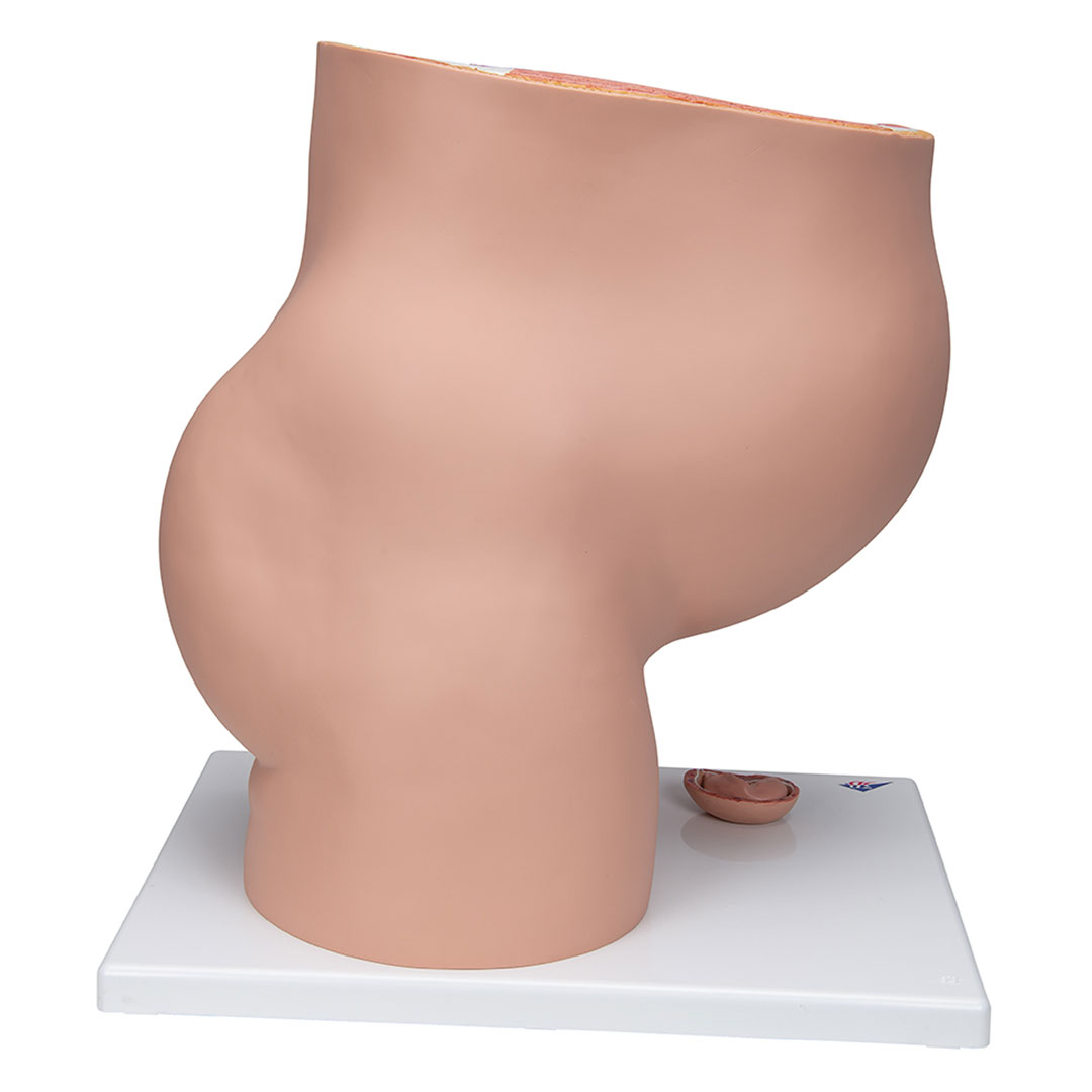 3B SCIENTIFIC Schwangerschaftsbecken, 3-tlg. (L20)