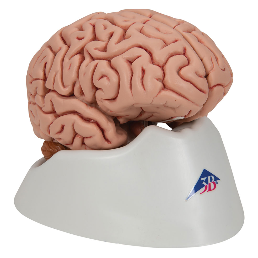 3B SCIENTIFIC Gehirn, 5-teilig auf abnehmb.Sockel (C18)