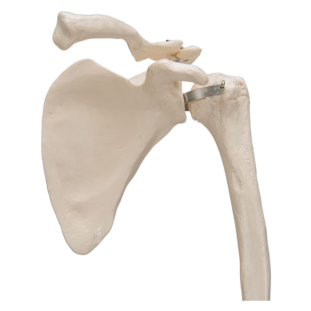 3B SCIENTIFIC Armskelett rechts mit Schulterblatt und Schlüsselblatt (A46)