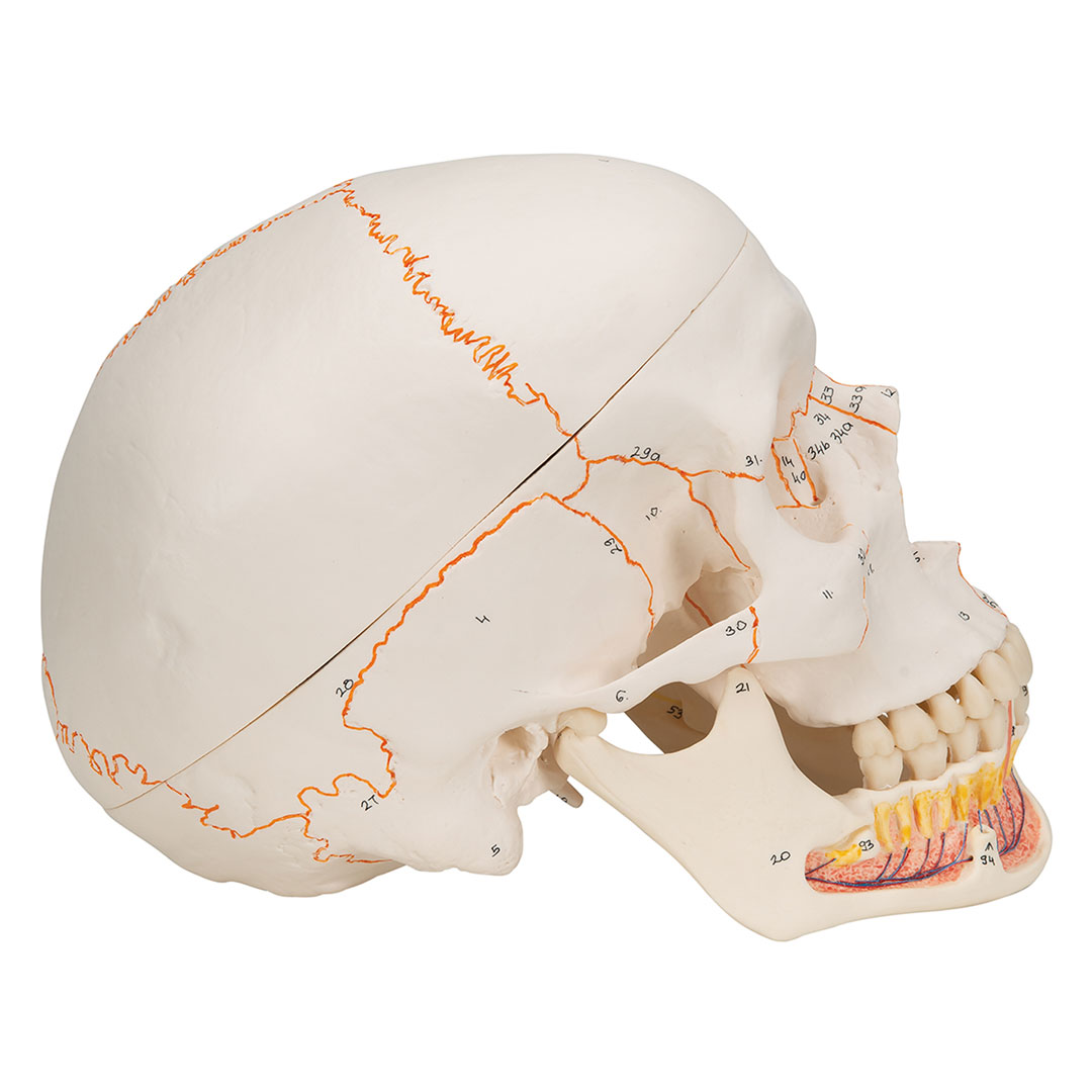 3B SCIENTIFIC Dentalschädel 3-tlg. (A22)